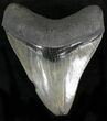 Glossy, Serrated Megalodon Tooth - Georgia #22563-1